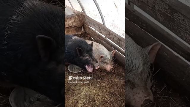 Свин зевнул как бегемот