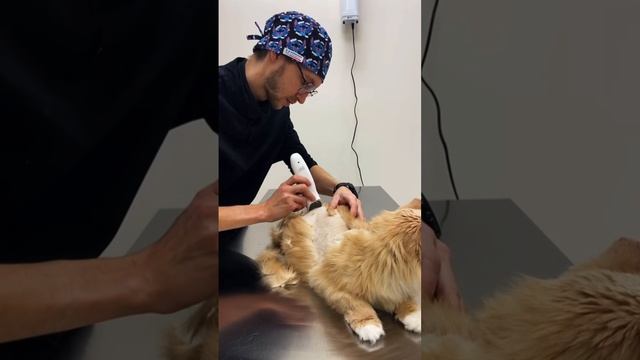 🐾Любовь к котикам — это особая магия, которая заполняет наши сердца теплом и радостью!