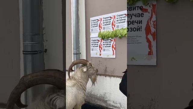 🐐В Южном Бутово жителям предлагают сорвать салат при столкновении с козой🐐