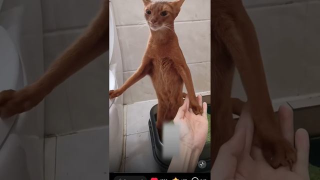абиссинская кошка необычно ходит в туалет.