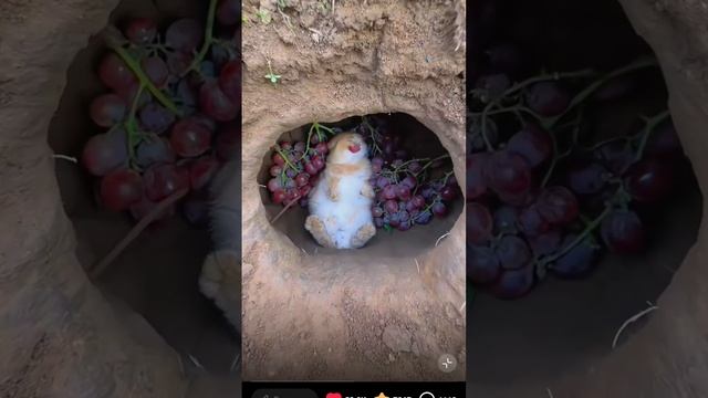 хитрый кролик