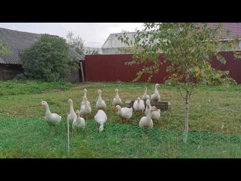 Гуси Гуси га-га-га
