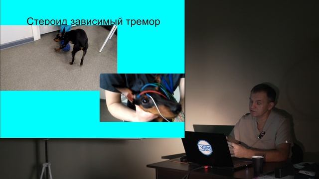 Электроэнцефалография у кошек и собак