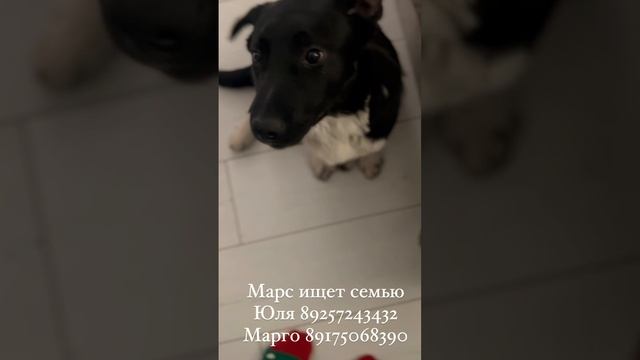 Марс ищет дом