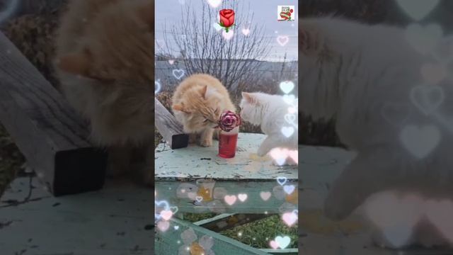 Самые родные 🌞😻🌹😽🌎