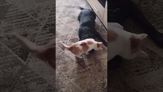 "**🐱😂 Кот vs Лабрадор: Борьба или Дружба? 🐶❓