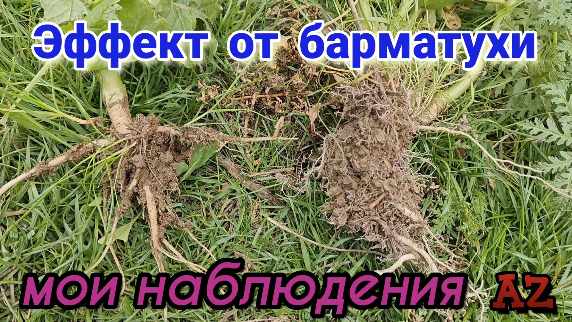Эффект от барматухи. Мои наблюдения. 30.11.2024