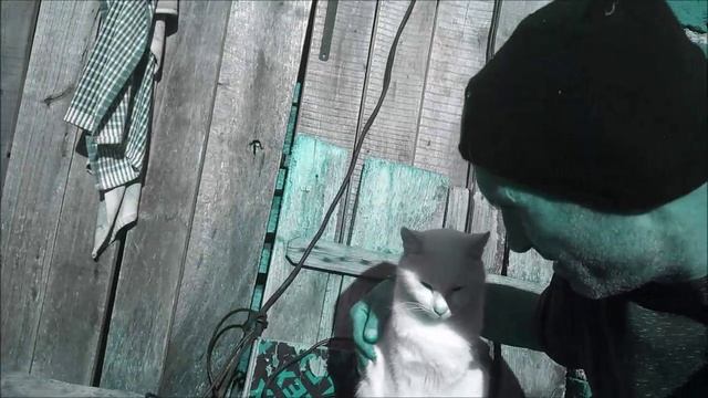 Котята 🎏  Мачета