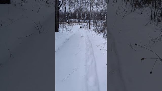 Канадский волк - гибрид. 1 декабря  2024