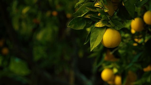 10949792-hd_3840_2160_30fps