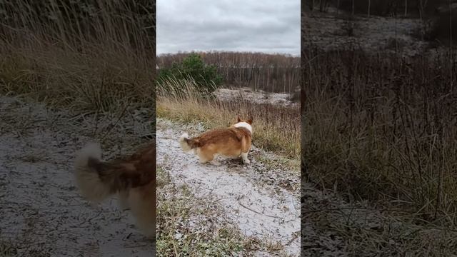 Песенка про коржика Марти✨ #коржмарти #корги #коржик #животные #юмор #corgi #dog #animals #funny