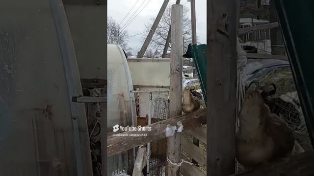 Курица взяла и  катапультировалась