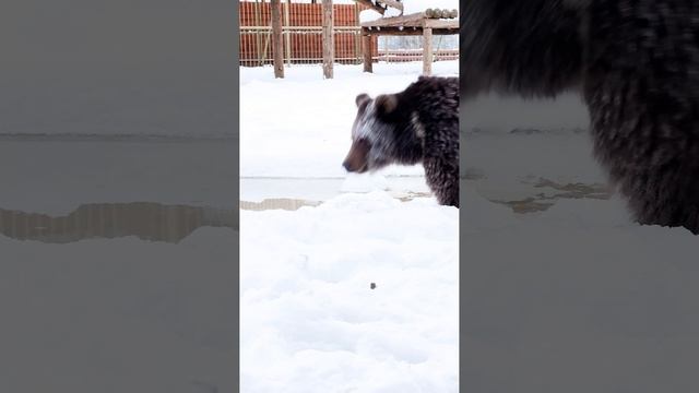 Спасённая ❤️