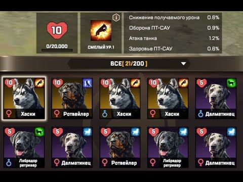 Kiss of war. Гайд по собакам.