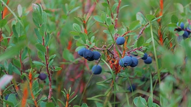6382284-hd_1920_1080_25fps