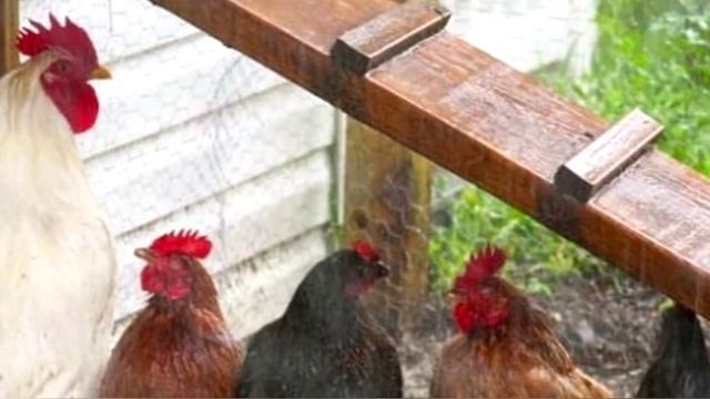 Заставить  кур нестись!! Есть вариант для того , чтобы куры вновь стали нестись.