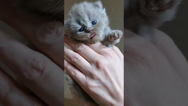 🐾 Зевок с королевским размахом