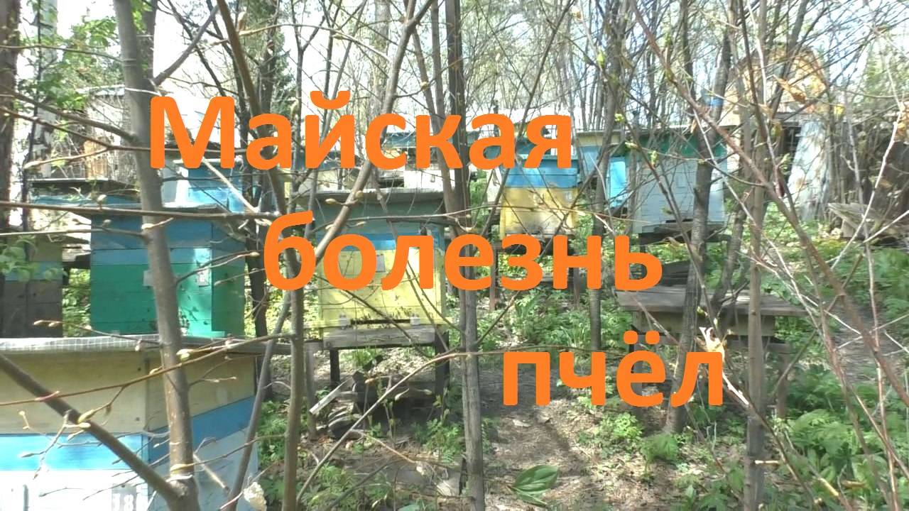 Майская болезнь пчел