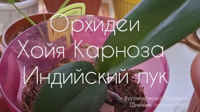 Орхидеи, Хойя Карноза и Индийский лук