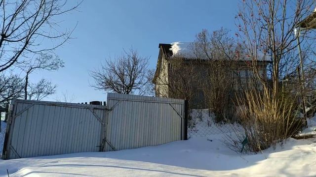 моя дача: зимующие хвойники