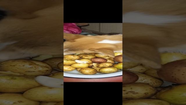 Собачки кушают