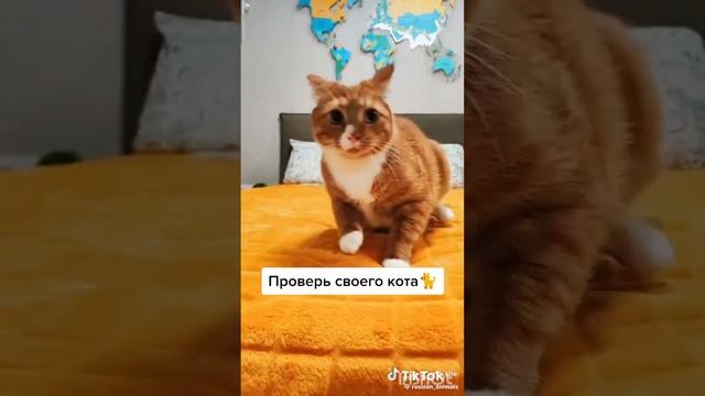 для котиков