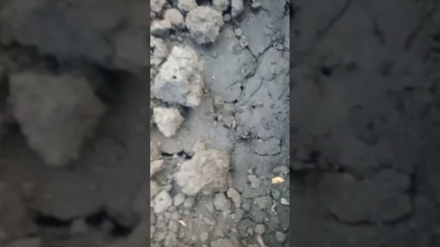 Помидоры и болгарский перец у дяди Вити. Обзор от 11 сентября. В телеграмме больше видео и фоток.