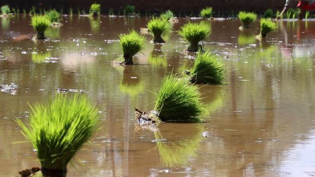 10783202-hd_1920_1080_25fps
