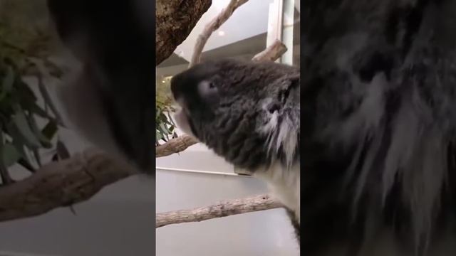 Вот так звучит Коала 🤨😳