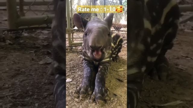 How Cute is Tapir from 1-10🥰😍 About Tapir. #animals