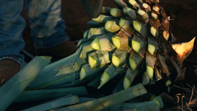 10040030-hd_1920_1080_24fps