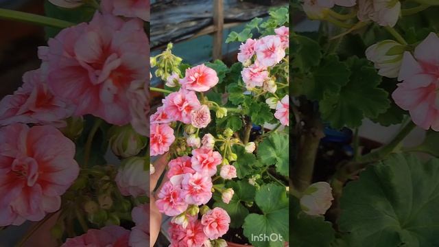 Пеларгония сортовая Ю Полонез