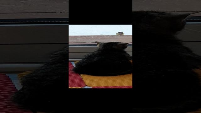 20241120_144114.mp4