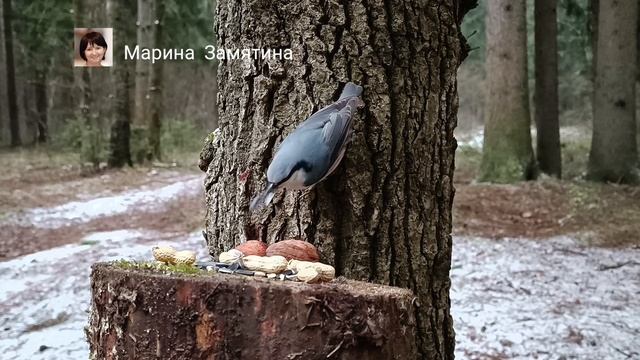 Птицы в Подмосковье.