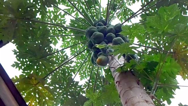 4195029-hd_1920_1080_30fps