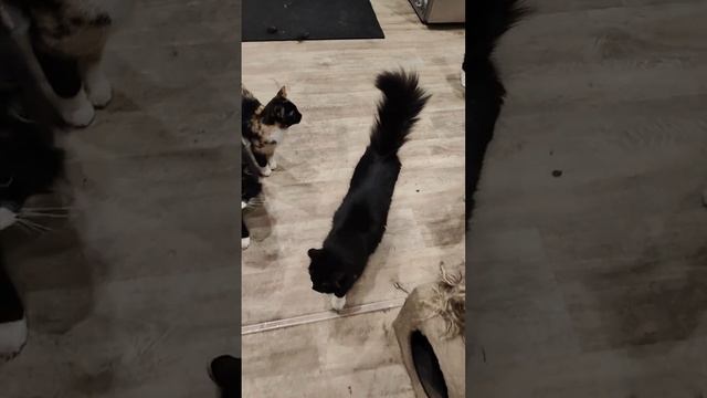 Помогите пожалуйста !🙏