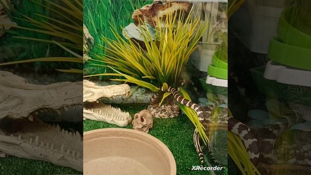 Змейка вышла на охоту🐣
