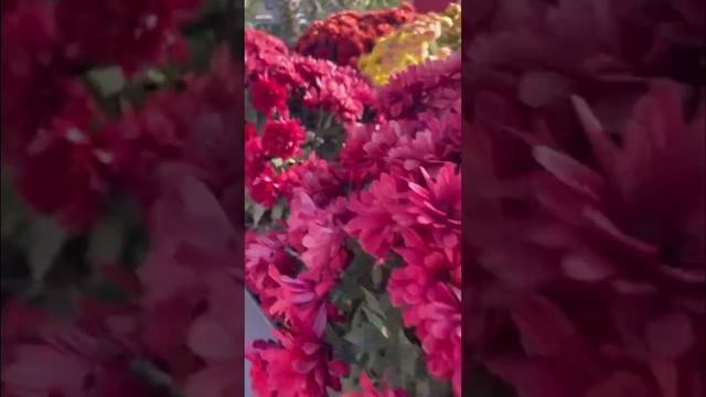 Хризантемы из Алушты 💖💖💖
