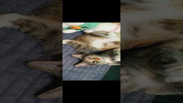 20241105_215919.mp4