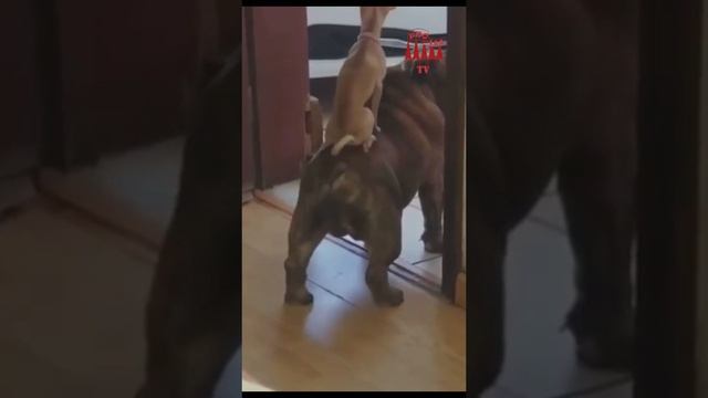Собака охраняка