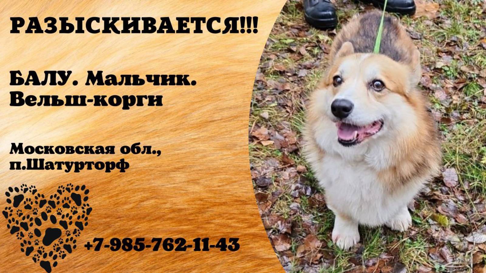 Пропала собака! БАЛУ. Мальчик. Вельш-корги. Московская обл, п. Шатурторф