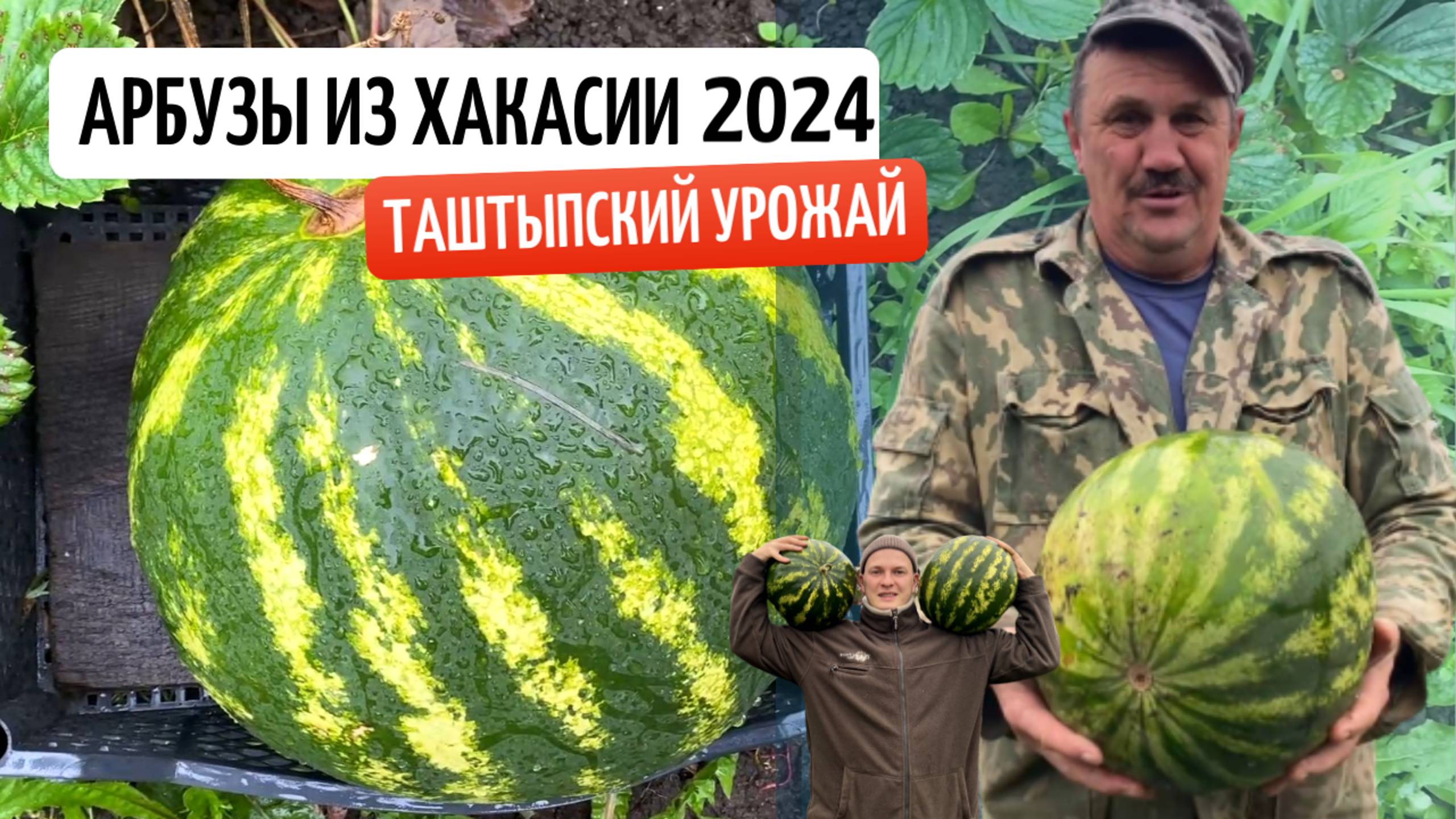 Арбузы в Хакасии (урожай 2024)