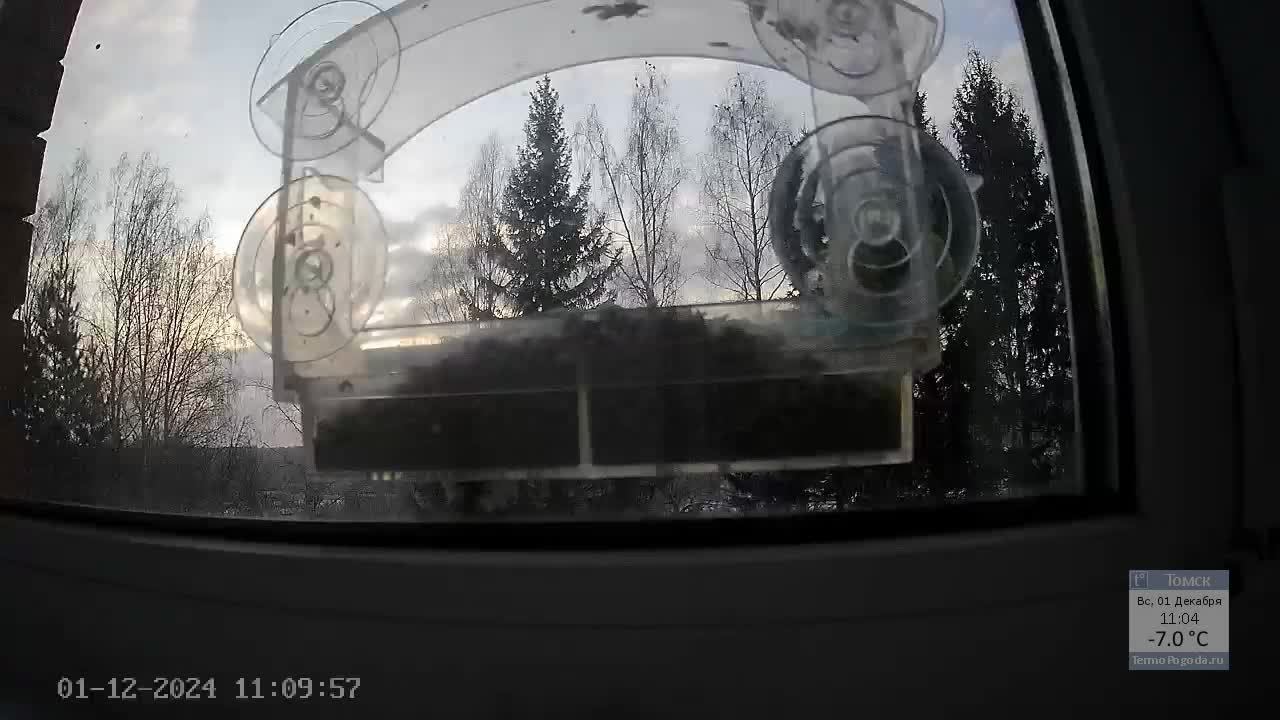 Кормушечка 01.12.2024