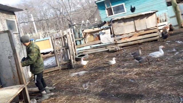 МОЙ СПОСОБ УКРЫТИЯ ХВОЙНЫХ НА ЗИМУ// ДОРОГО ИЛИ ДЁШЕВО
