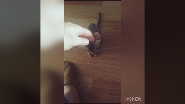 Вот такие у нас разговорчивые малыши
