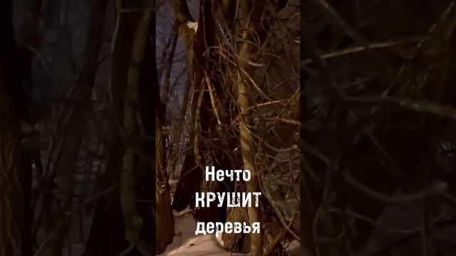 Нечто крушит деревья