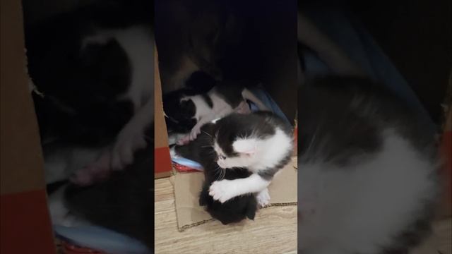 VID_20241201_194319