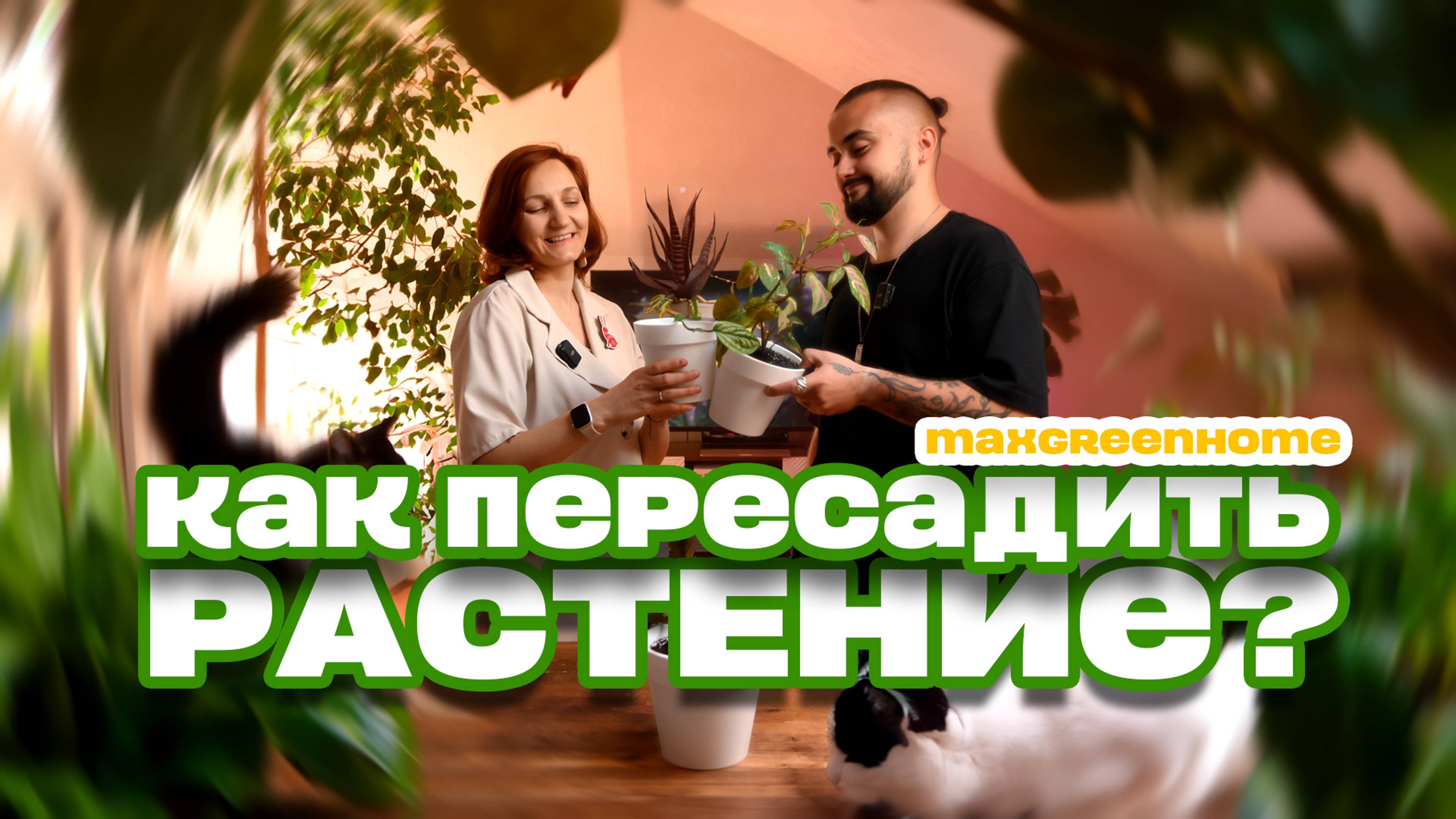 Как пересадить растение? Maxgreenhome из Казани