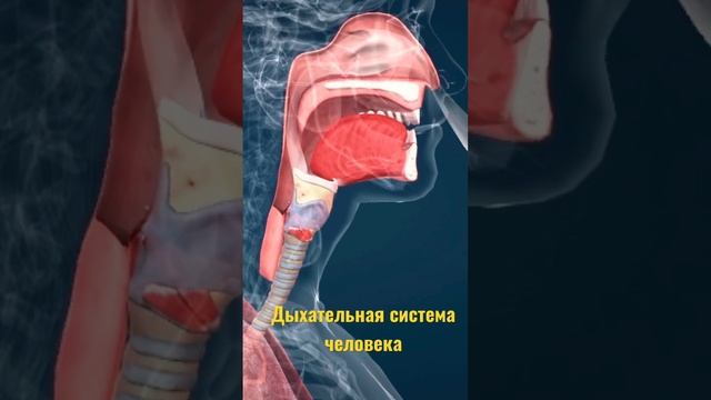 Дыхательная система человека #егэпобиологии #егэ #анатомиячеловека #человек #анатомия #биологияегэ
