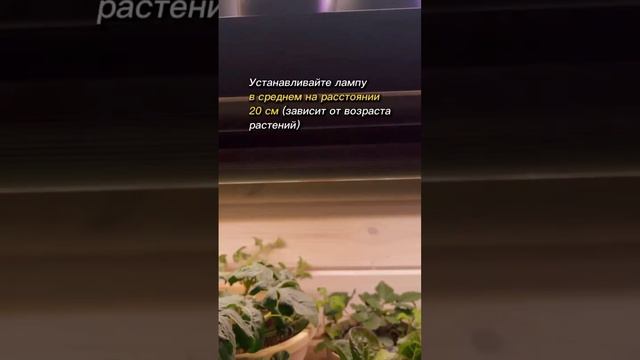 Как правильно пользоваться фитолампой 🤗